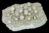 Multiple Blastoid (Pentremites) Plate - Illinois #135623-2